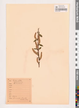 MAG 0013529