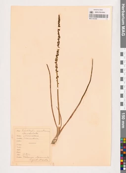 MAG 0013536