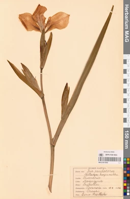 MAG 0013552