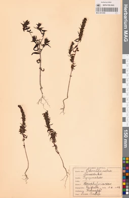 MAG 0013556