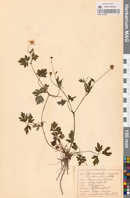 MAG 0013568
