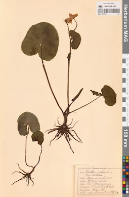 MAG 0013571