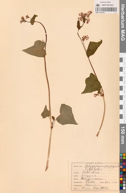 MAG 0013572