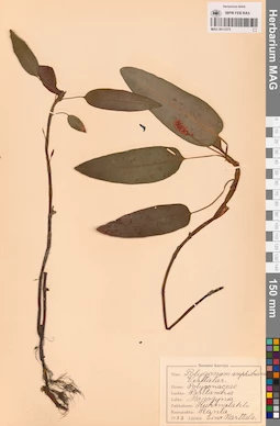 MAG 0013575
