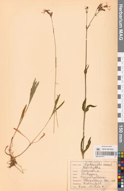MAG 0013577