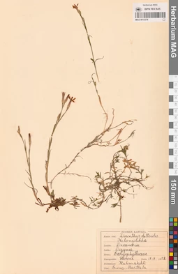 MAG 0013578