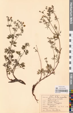 MAG 0013587