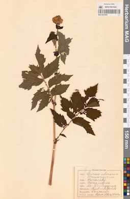 MAG 0013595