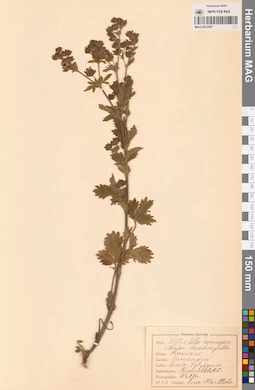 MAG 0013597