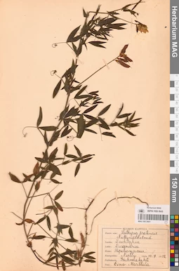 MAG 0013601