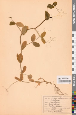 MAG 0013602