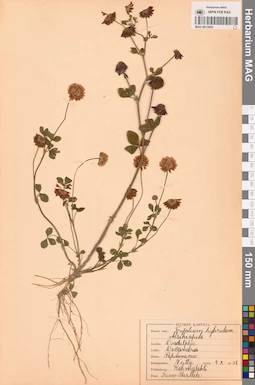 MAG 0013603