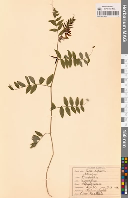 MAG 0013604