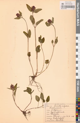 MAG 0013605