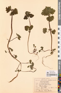 MAG 0013606