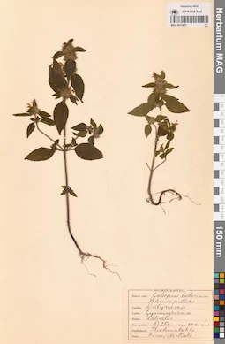 MAG 0013607