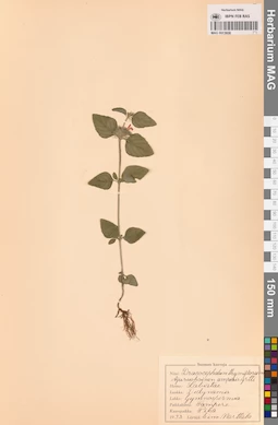 MAG 0013608