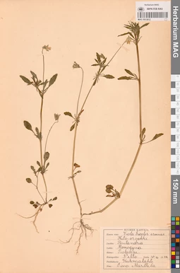 MAG 0013612