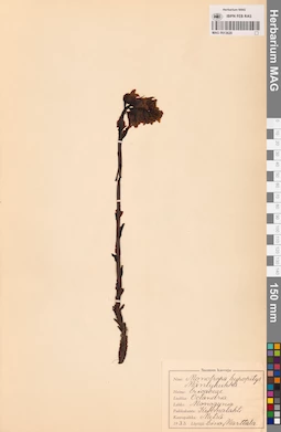 MAG 0013620