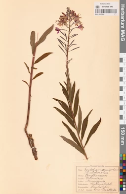 MAG 0013624