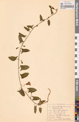 MAG 0013630