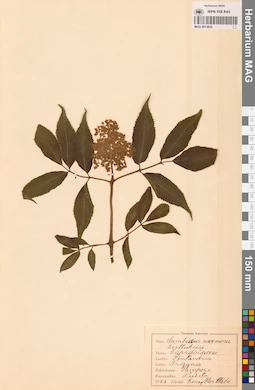 MAG 0013632