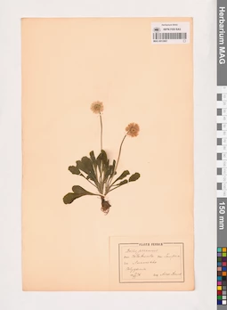 MAG 0013667