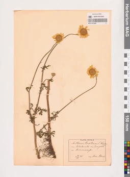 MAG 0013668
