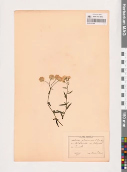 MAG 0013669