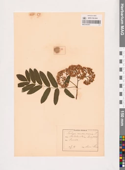 MAG 0013673