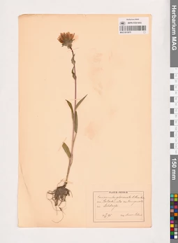 MAG 0013675