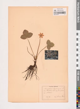 MAG 0013677