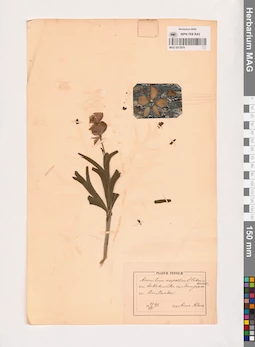 MAG 0013679