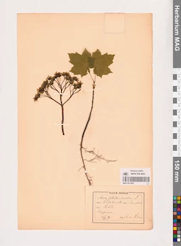 MAG 0013681