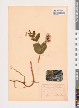 MAG 0013682