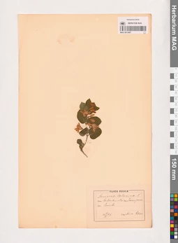 MAG 0013687
