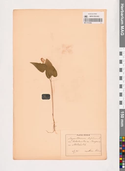 MAG 0013692
