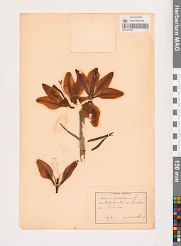 MAG 0013693