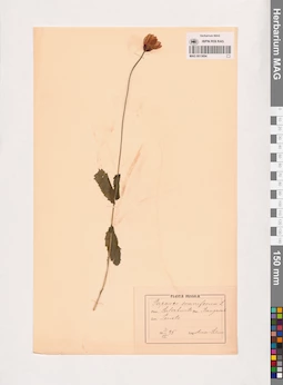 MAG 0013694