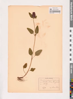 MAG 0013695