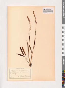 MAG 0013698