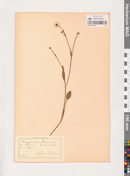 MAG 0013705