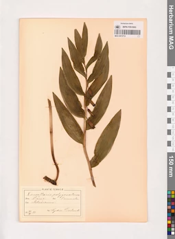 MAG 0013712