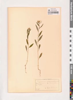 MAG 0013715