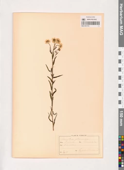 MAG 0013718