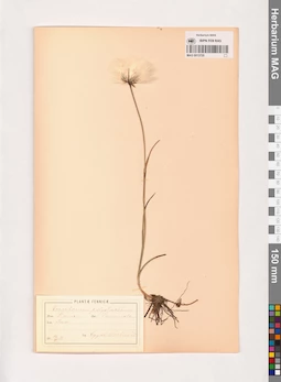 MAG 0013720