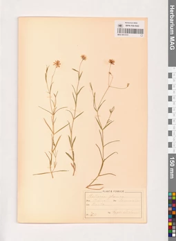 MAG 0013721