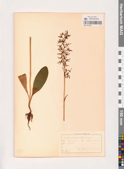 MAG 0013724