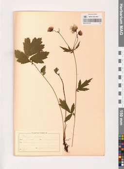 MAG 0013725