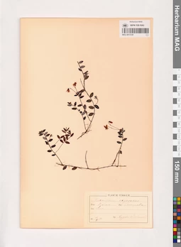 MAG 0013729